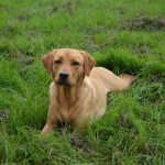 Fizz - Working Labrador Born April 2nd 2011