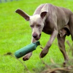 Guy - Weimaraner Born March 30th 2005