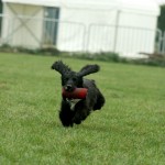 Max - Working Cocker Spaniel Born August 30th 2005